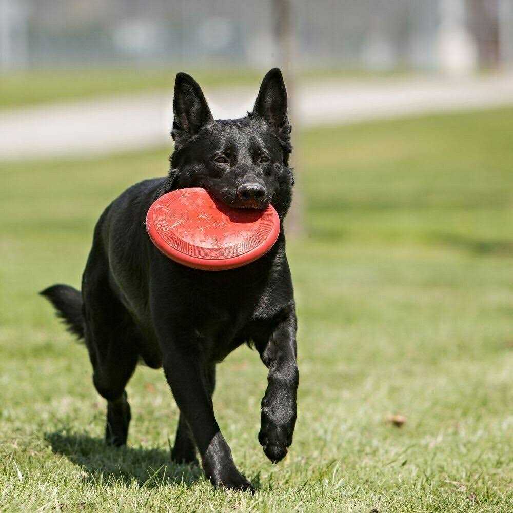 Dog Toy C592859