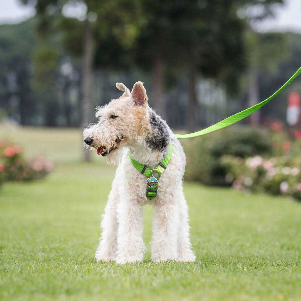 Enamel Pet ID Tag D18361