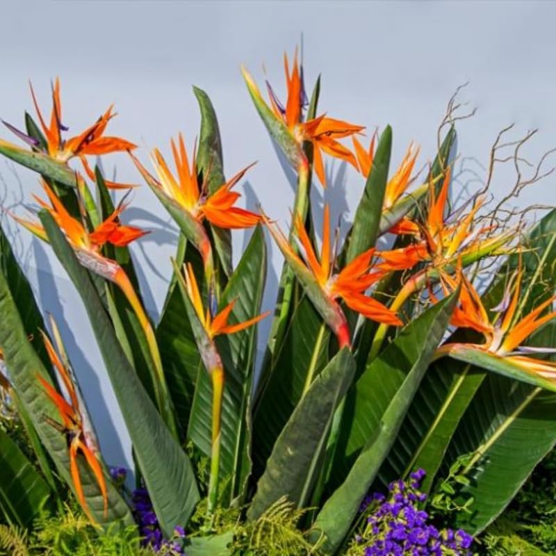 Bird of Paradise Plant Live Houseplant, 4 to 8 Inches Tall U4796