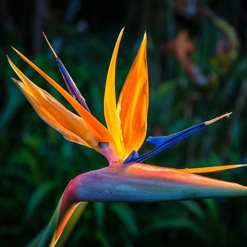 Bird of Paradise Plant Live Houseplant, 4 to 8 Inches Tall U4796
