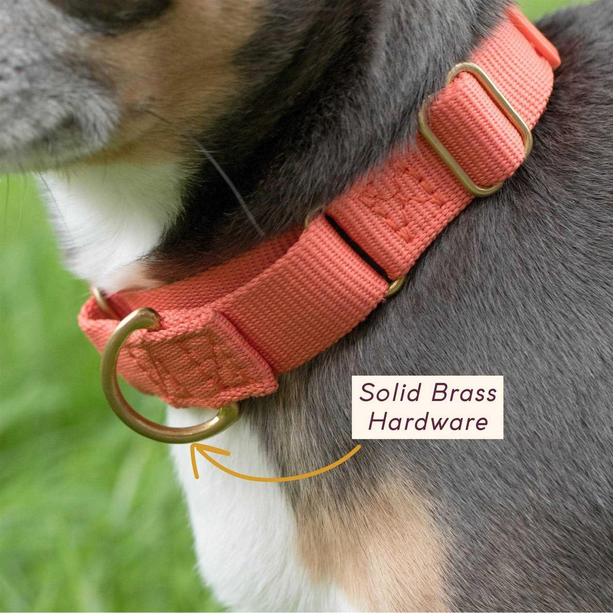 Martingale Dog Collar Y347