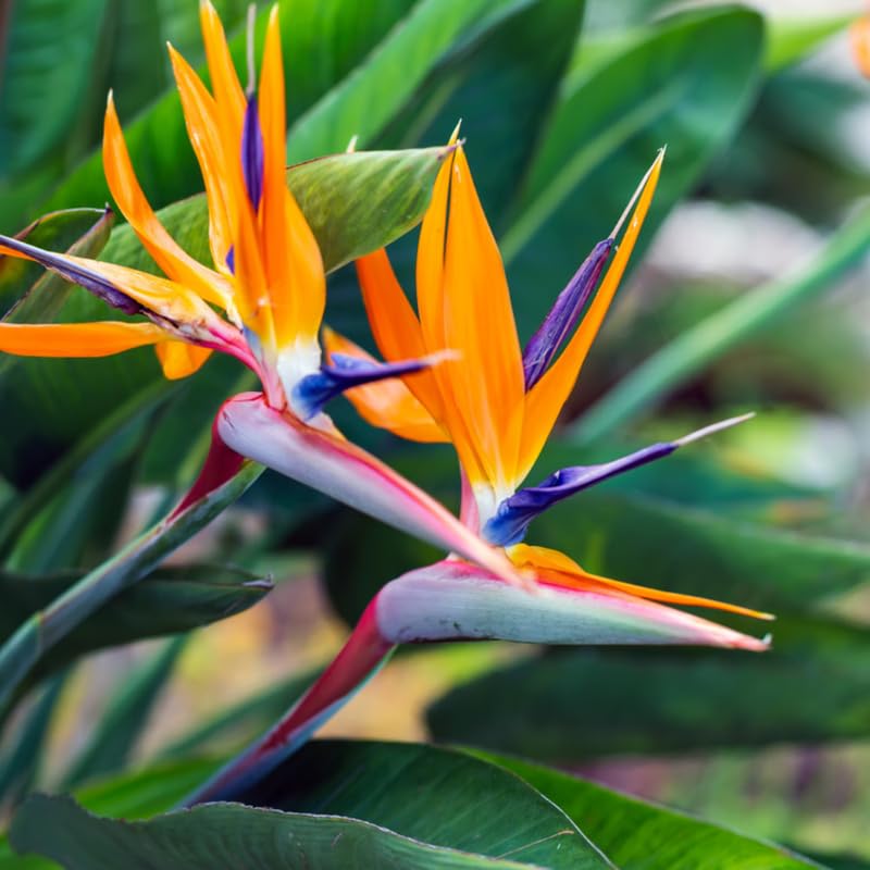Bird of Paradise Plant Live Houseplant, 4 to 8 Inches Tall U4796