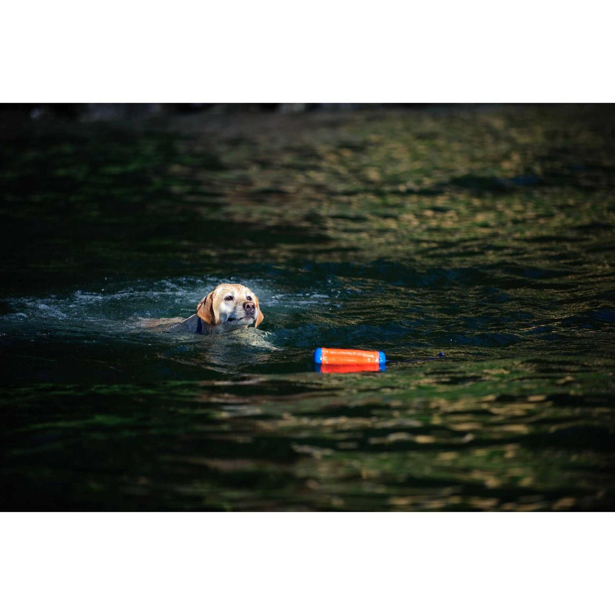Amphibious Bumper Toy G910