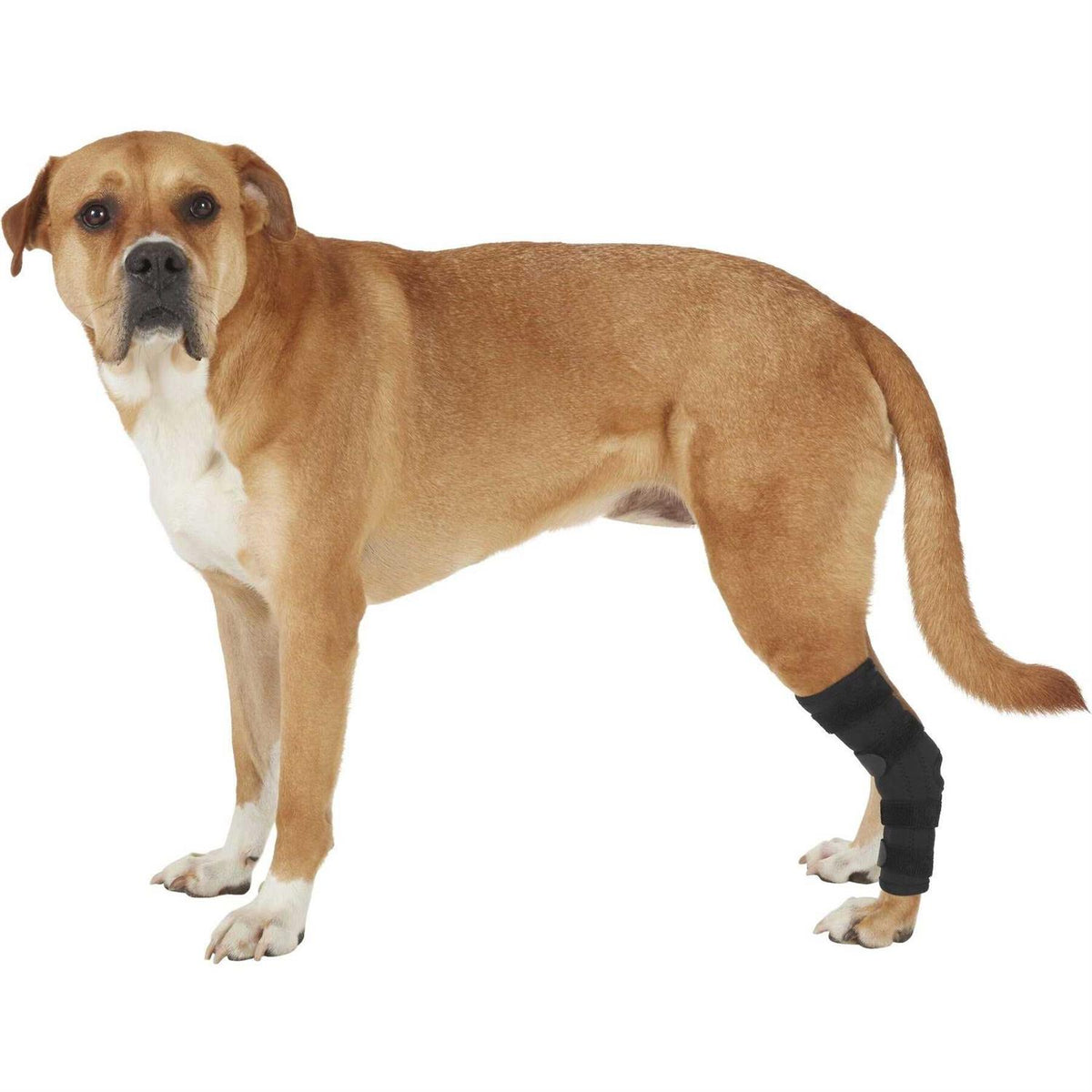 Dog Rear Leg Hock Joint Wrap Brace X79310