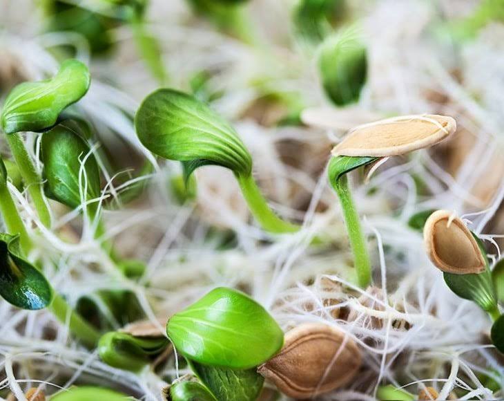Organic Sprouted Pumpkin Seeds, 16 Pounds, No Shell, Unsalted, Raw Kernels F637