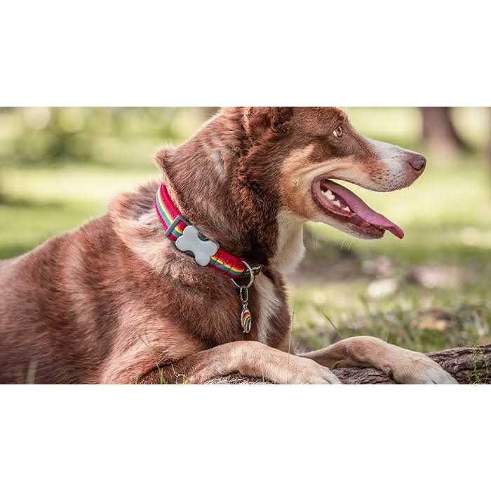 Enamel Pet ID Tag D18361