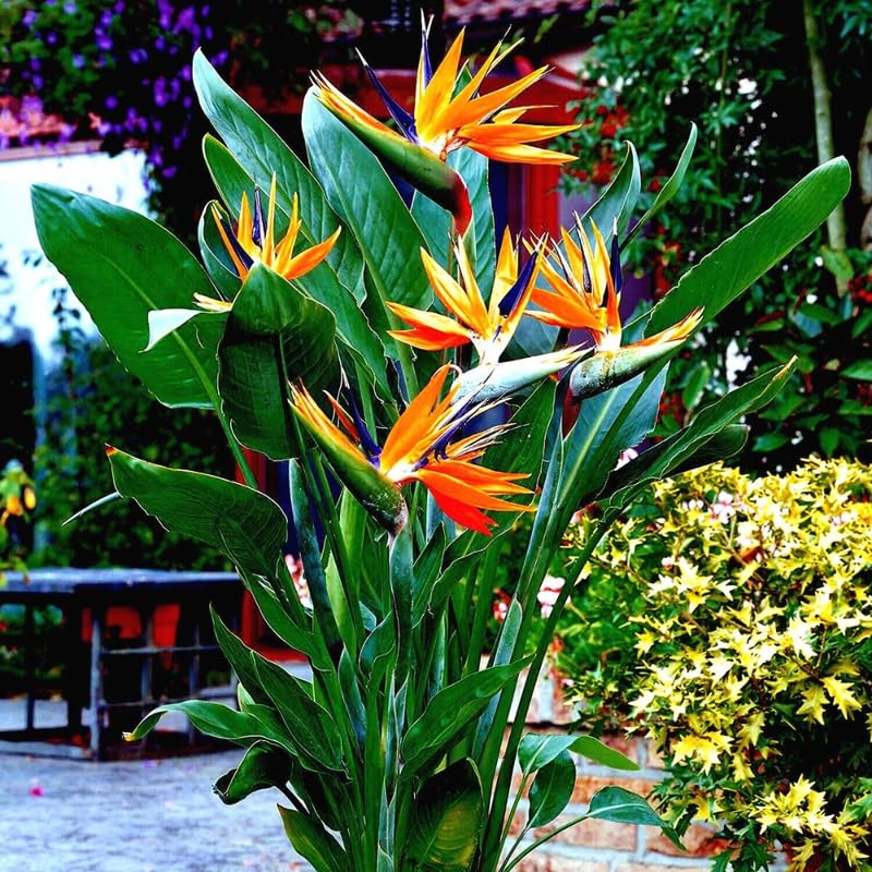 Bird of Paradise Plant Live Houseplant, 4 to 8 Inches Tall U4796