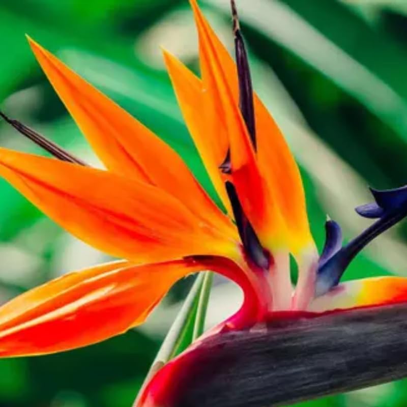 Bird of Paradise Plant Live Houseplant, 4 to 8 Inches Tall U4796