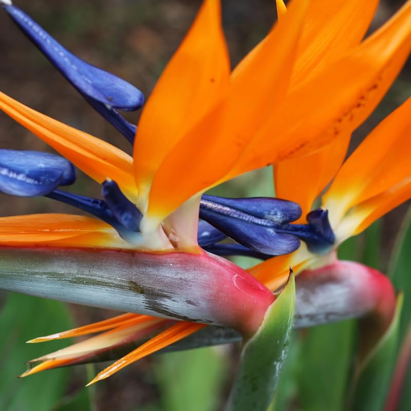 Bird of Paradise Plant Live Houseplant, 4 to 8 Inches Tall U4796
