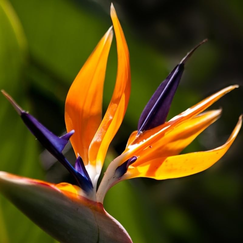 Bird of Paradise Plant Live Houseplant, 4 to 8 Inches Tall U4796