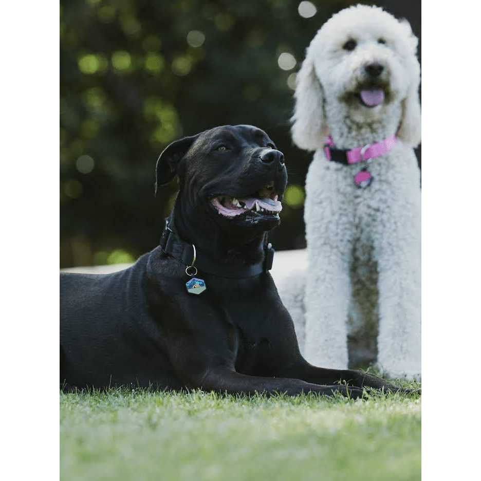 Silicone Dog ID Tag Z1298
