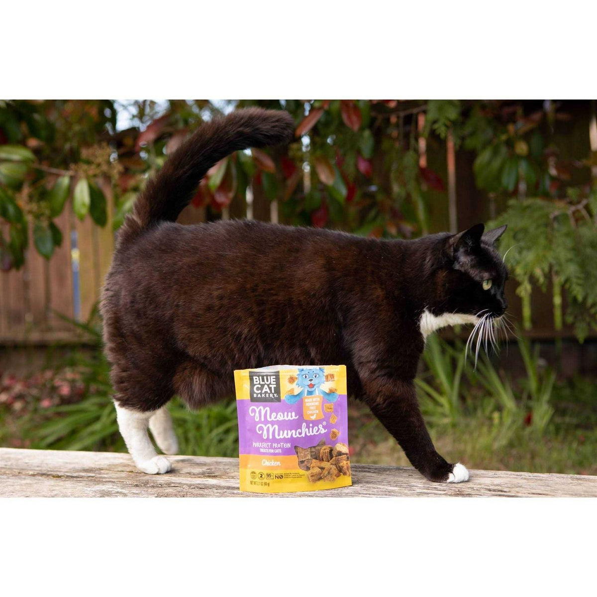 Blue Cat Bakery Meow Munchies Cats W66506