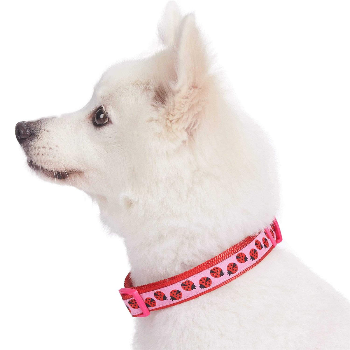 Dog Collar O326