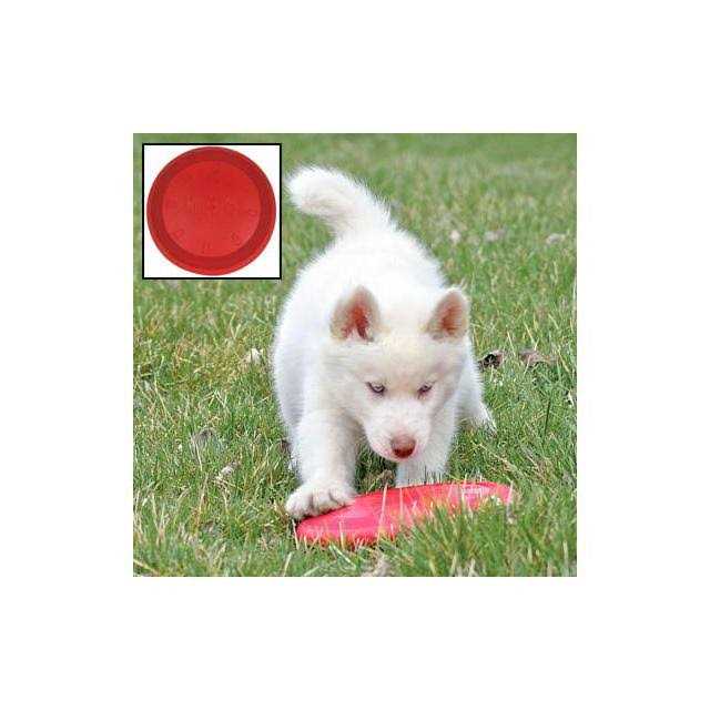 Dog Toy C592859